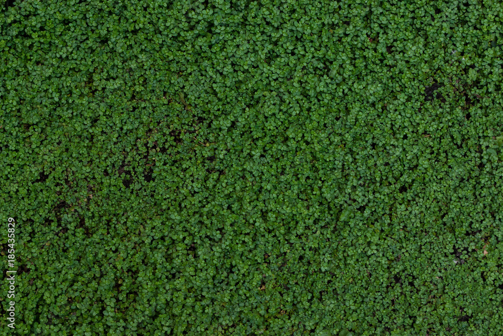 England Grass for 3D texture England Grass for 3D texture