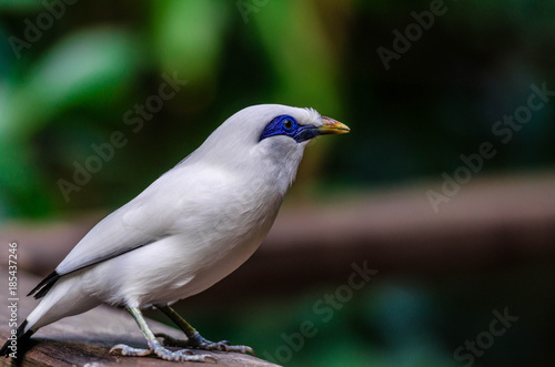 Bright White Plumage with a Deep Blue Eye Patch on a Closeup of an Endangered Bali Myna Bird © dan
