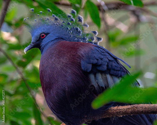 Blue and Maroon Plumage on an Exotic Victoria Crested Pigeon Perched in a Tree