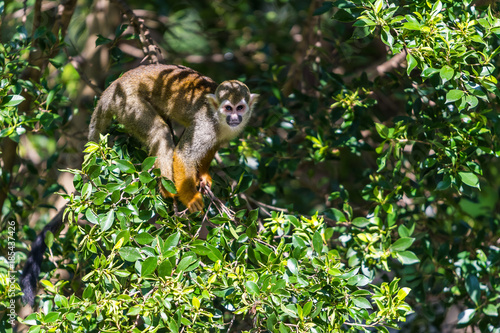 Squirrel monkeys are New World monkeys of the genus Saimiri. They are the only genus in the subfamily Saimirinae.