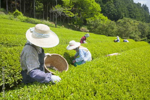 茶摘み