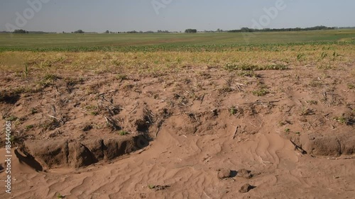 Campos de soja verde, plantines, Argentina photo