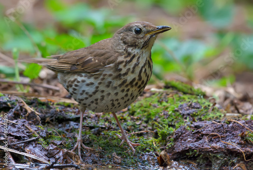 Song thrush stands on the forest ground close shot 