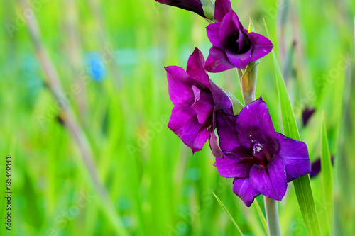 Fotografering Deep violet Gladiolus flower in field and garden farm