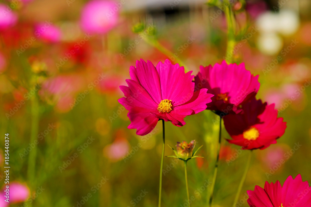 many of cosmos flower in garden with soft focus background many of cosmos flower in garden with soft focus background