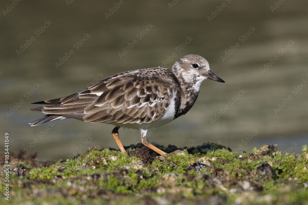 Ruddy Turnstone foraging on a beach - Pinellas County, Florida Ruddy Turnstone foraging on a beach - Pinellas County, Florida