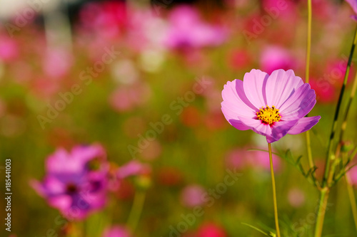 many of cosmos flower in garden with soft focus background