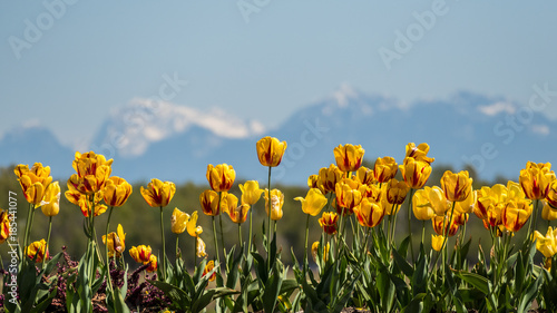 yellow tulip flower field under the sun with snow covered mountain behind