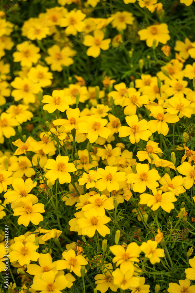 tiny yellow flower field background texture.