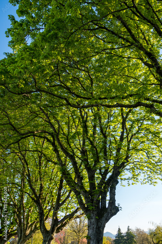 big trees covered in green leaves lining up on the side of the street. big trees covered in green leaves lining up on the side of the street.