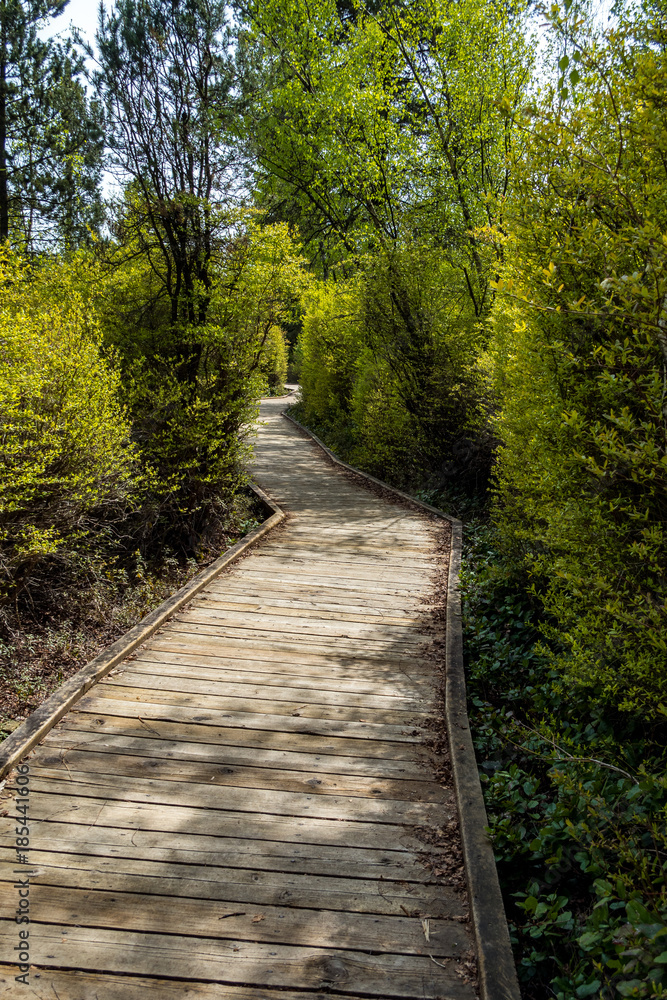 well maintained wooden path in the forestry park well maintained wooden path in the forestry park