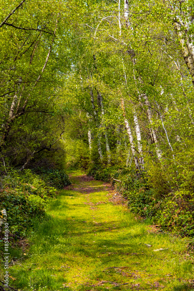 Fototapeta premium green pathway in the forest under the sun
