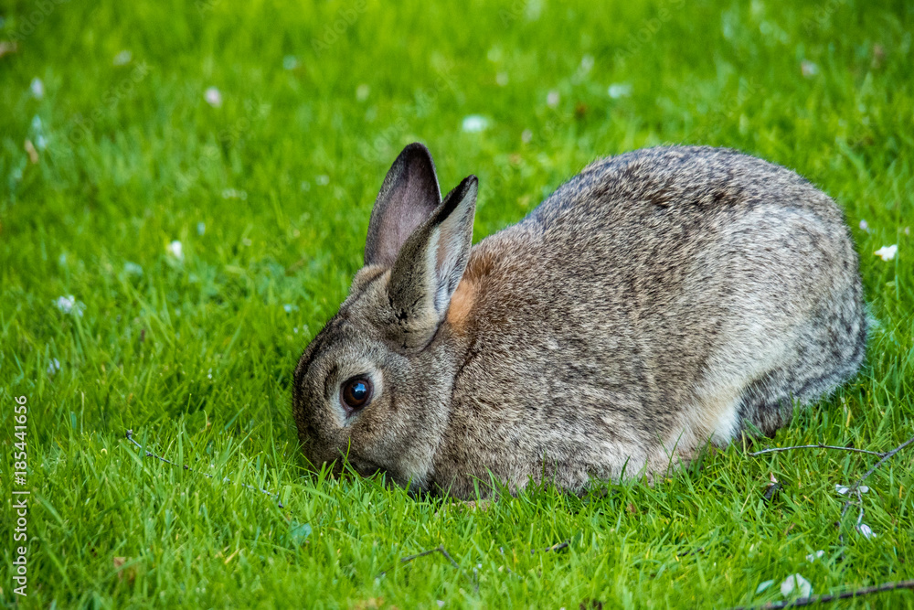 cute rabbit focus on eating grass while keep an eye on the surroundings cute rabbit focus on eating grass while keep an eye on the surroundings