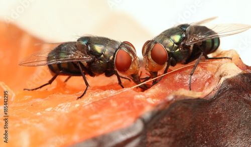 Housefly