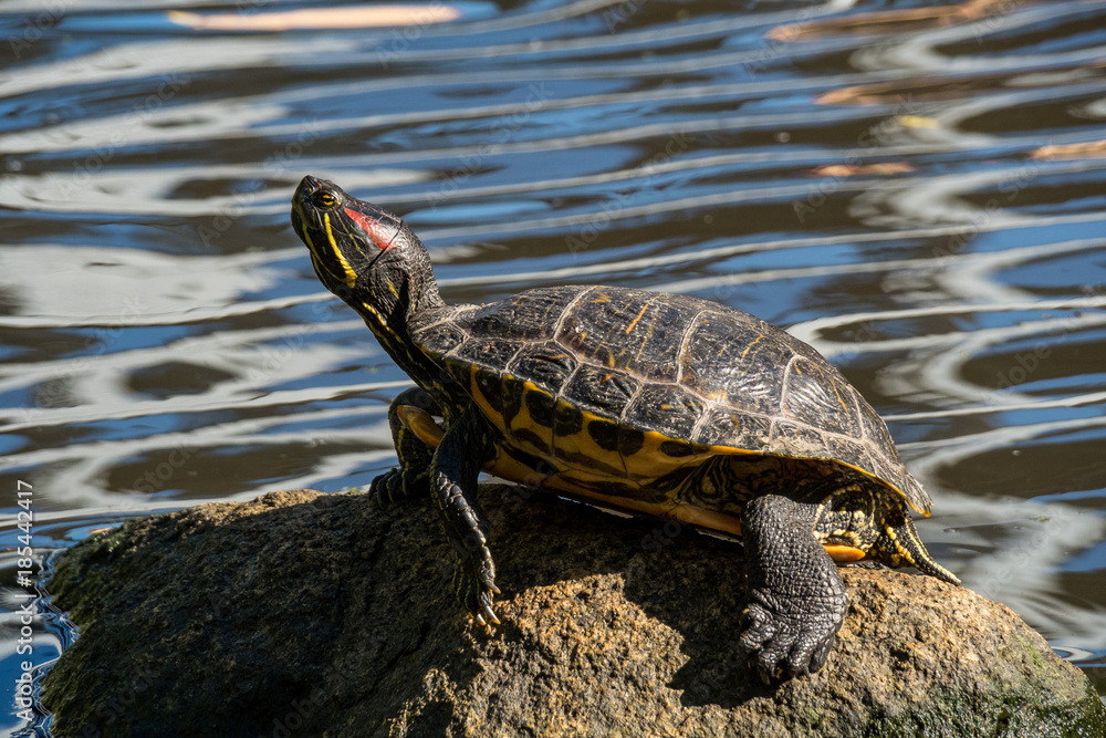 a turtle sun tanning on the rock in the pond a turtle sun tanning on the rock in the pond