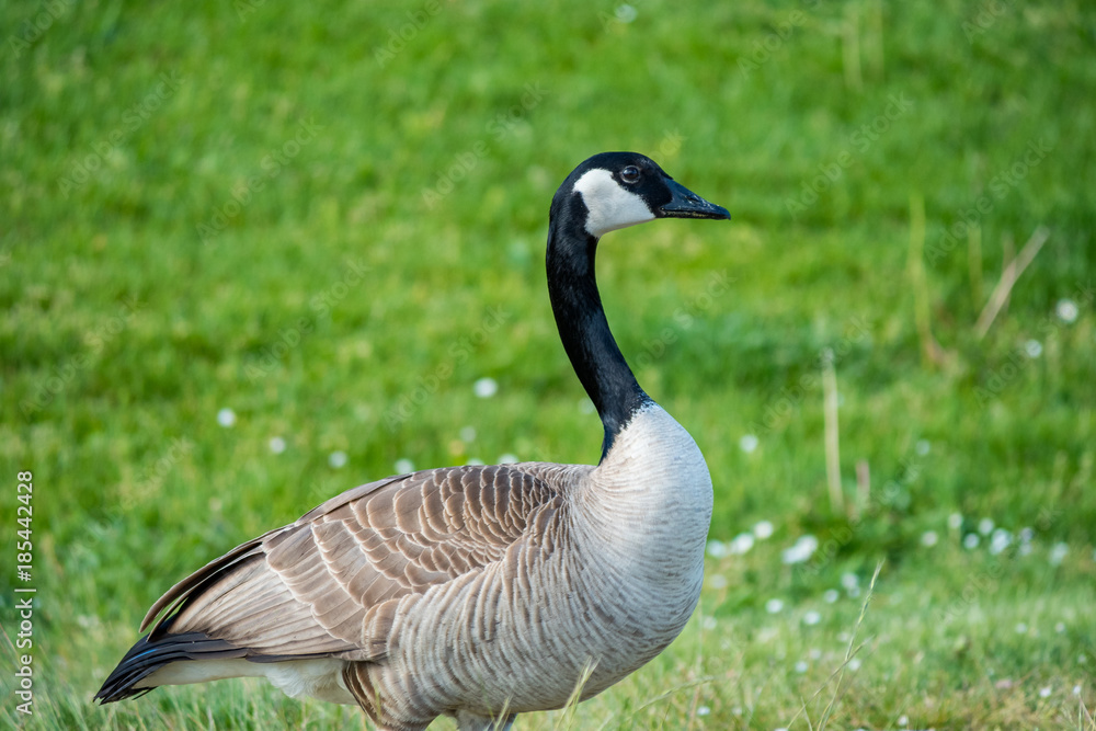 single Canada goose resting on the green grass single Canada goose resting on the green grass