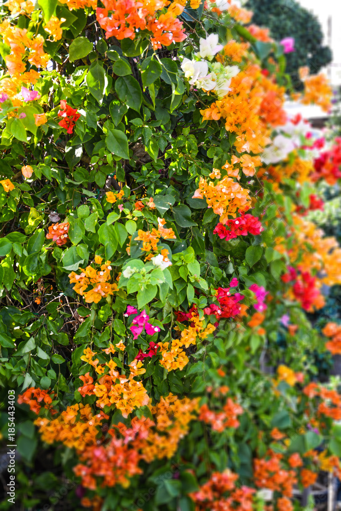 Bougainvillea flower colorful and orange blur in garden Thailand
