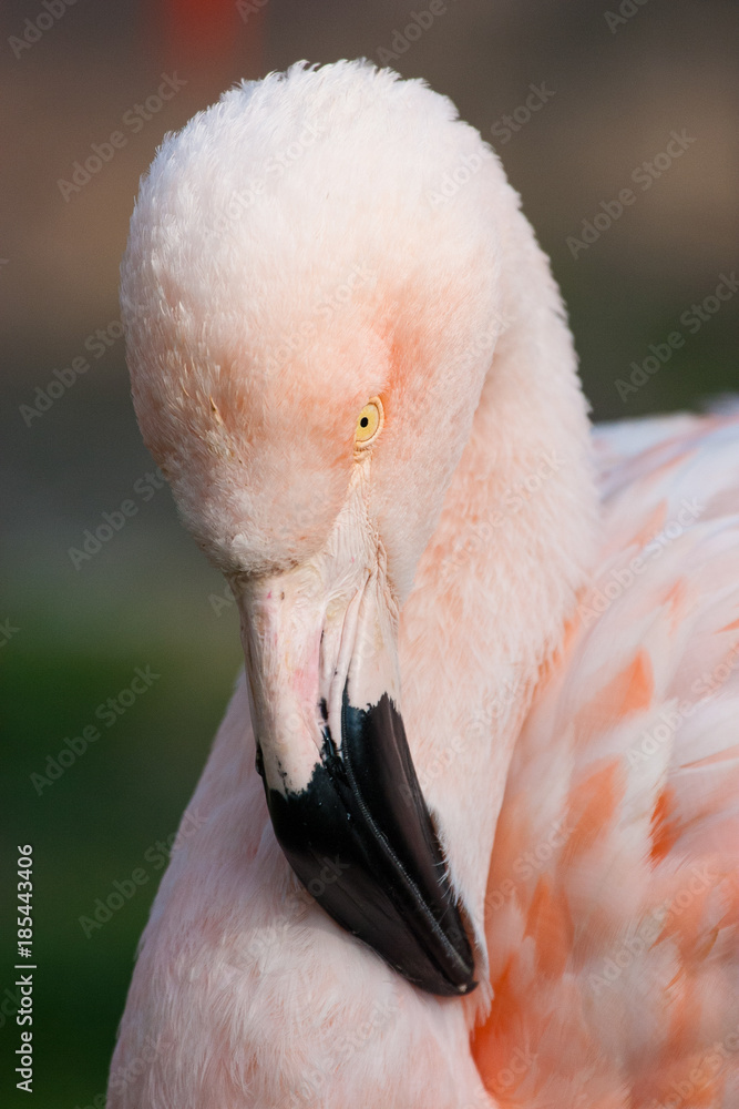 Fototapeta Detail of cuban flamingo