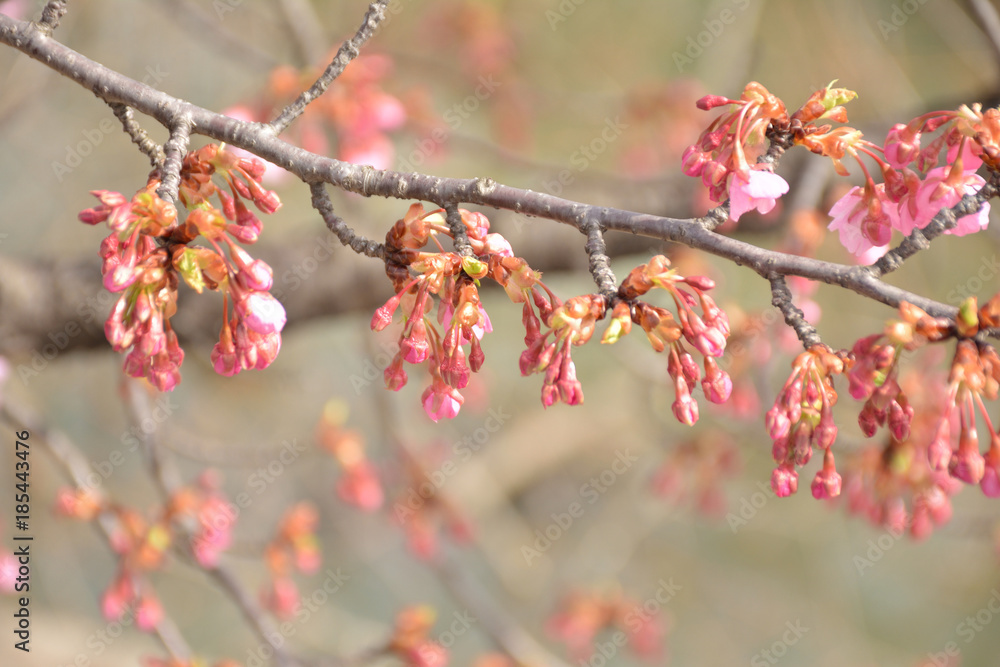 桜のつぼみ 早春の風景
桜のつぼみ 早春の風景
