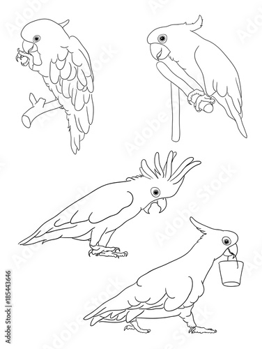 Parrot, cockatoo line 06. Good use for symbol, logo, web icon, mascot, sign, or any design you want.