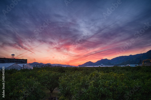 夕焼け　みかん畑