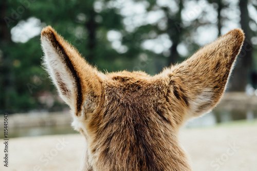 鹿の後頭部