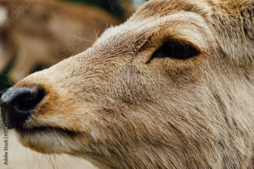 鹿の顔　アップ