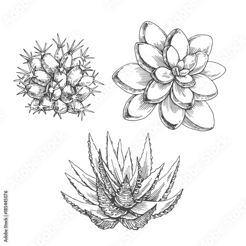 Vector set of cacti. Vintage hand drawn illustration with succulents in engraving style isolated on white. Sketches of floral elements for design