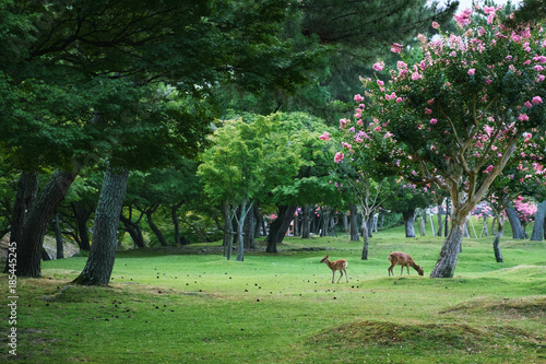 奈良公園　鹿