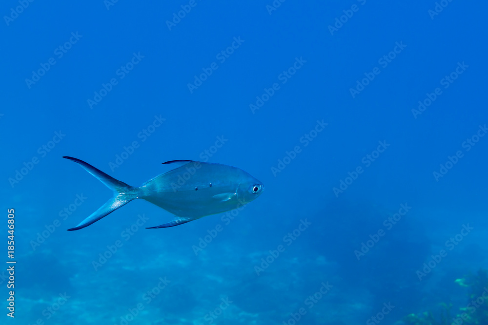 Obraz premium Small spotted dart fish (Trachinotus baillonii) underwater near Redang island, Malaysia