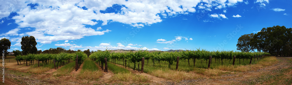 Panoramic view of vineyards rows with blue sky