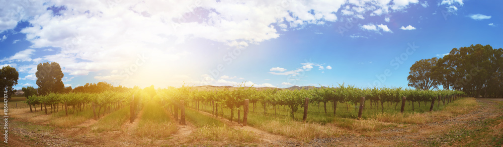 Panoramic view of vineyards rows with blue sky
