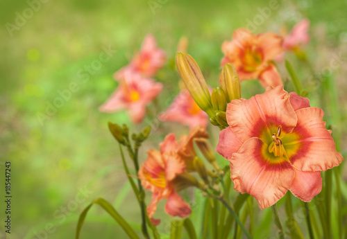 Summer blurred background with Daylily