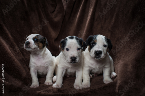 Cute Jack Russell Terrier Puppies on a brown blanket.