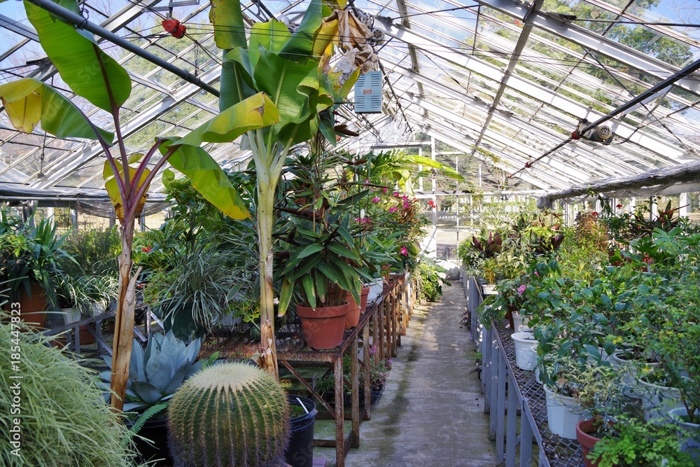 温室の熱帯植物