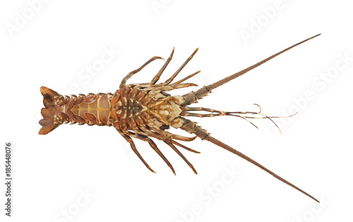 Spiny lobster isolated on white background