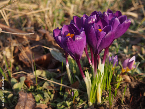 Fototapeta Naklejka Na Ścianę i Meble -  Violet crocuses of spring flowers.