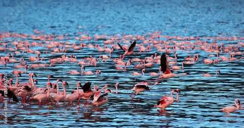 Lesser Flamingo, phoenicopterus minor, Group in Flight, Taking off from Water, Colony at Bogoria Lake in Kenya, Slow Motion 4K photo