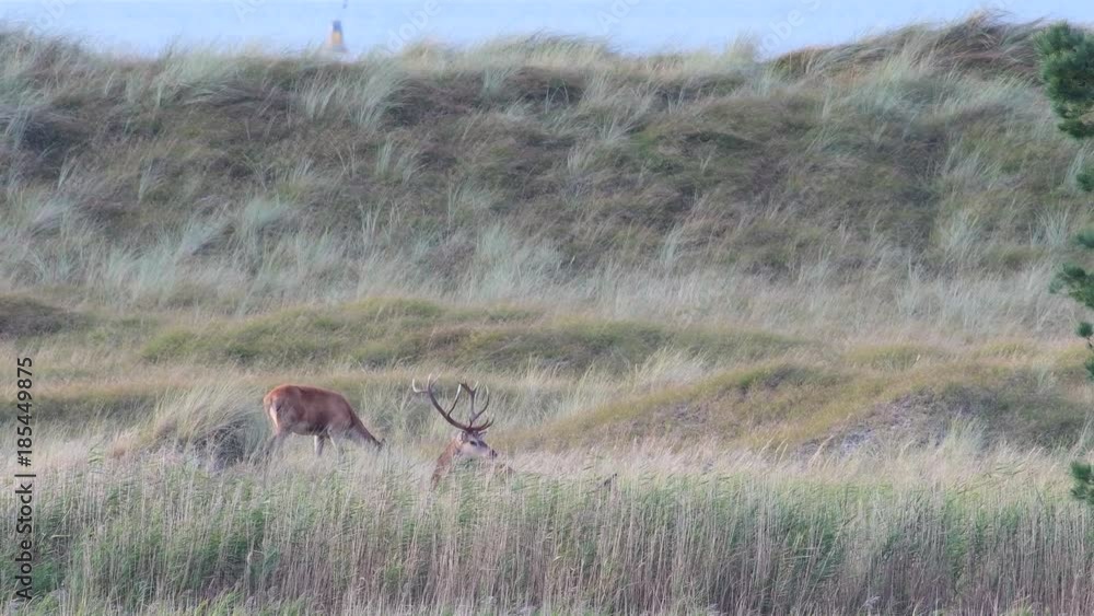 Rothirsch legt sich hin, Brunftzeit am Darss, (Cervus elaphus) Rothirsch legt sich hin, Brunftzeit am Darss, (Cervus elaphus)