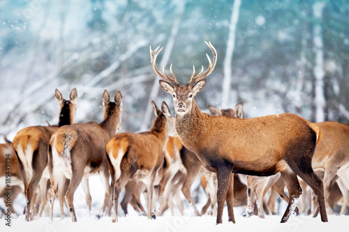 A noble deer with females in the herd against the background of a beautiful winter snow forest. Artistic winter landscape. Christmas photography.