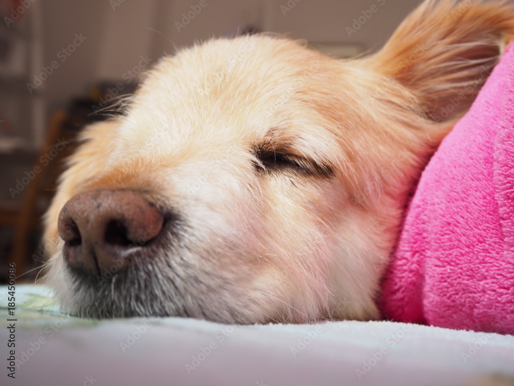 Süsser Hund schlafend Nahaufnahme Gesicht Süsser Hund schlafend Nahaufnahme Gesicht