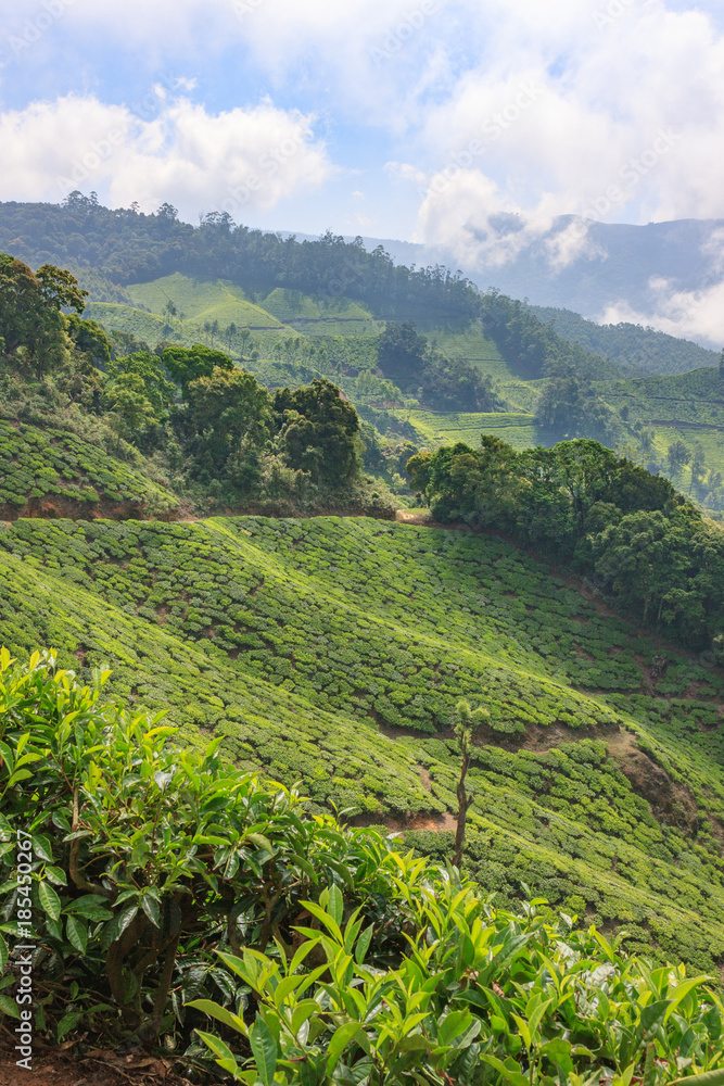 plantations of tea bushes in the mountains of India