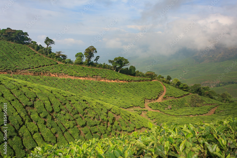  plantations of tea bushes in the mountains of India