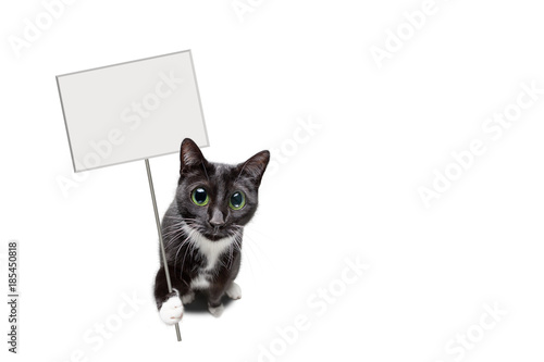 Fototapeta Naklejka Na Ścianę i Meble -  Katze mit unbeschriebenem Schild in der Pfote