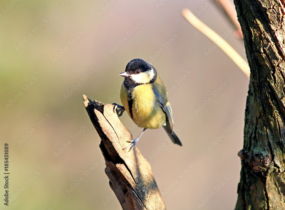 Obraz premium the titmouse has a rest on a branch