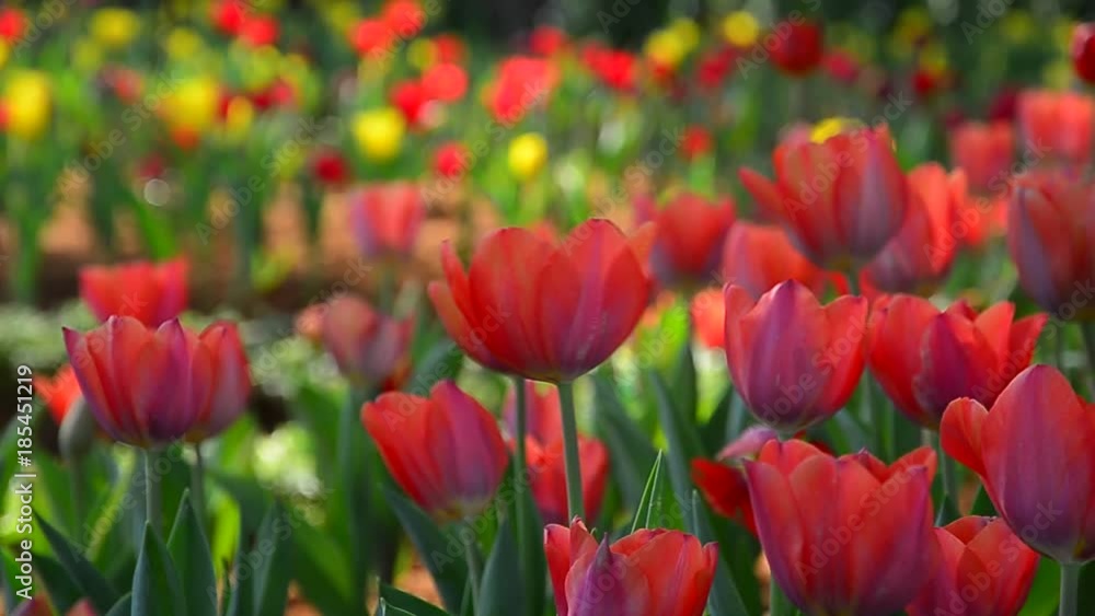 Tuiips Flowers hit by wind, tulips with beautiful bouquet background. Tulip. Beautiful bouquet of tulips. colorful tulips. tulips in spring,colourful tulip with blurred background
Tuiips Flowers hit by wind, tulips with beautiful bouquet background. Tulip. Beautiful bouquet of tulips. colorful tulips. tulips in spring,colourful tulip with blurred background