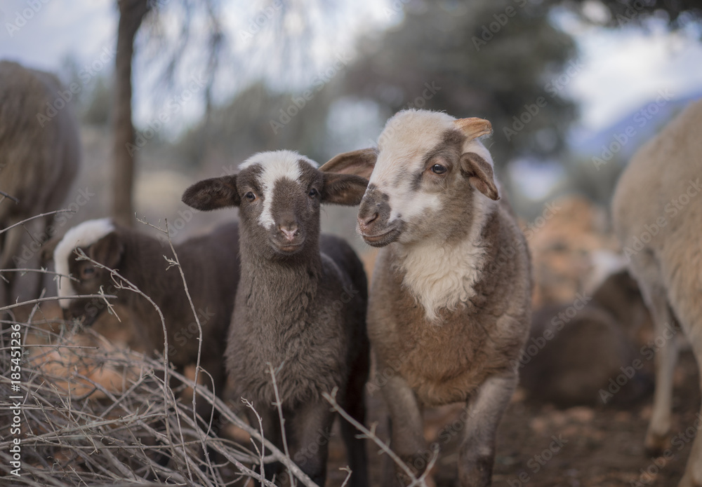 Fototapeta premium Lambs born in Winter, Playing in a Mediterranean Olive Grove