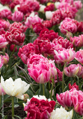 Tulip fields of the Bollenstreek, South Holland, Netherlands © wjarek