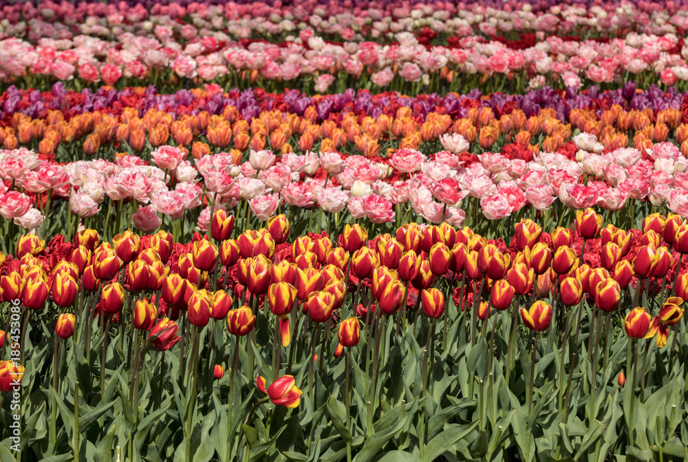 Tulip fields of the Bollenstreek, South Holland, Netherlands