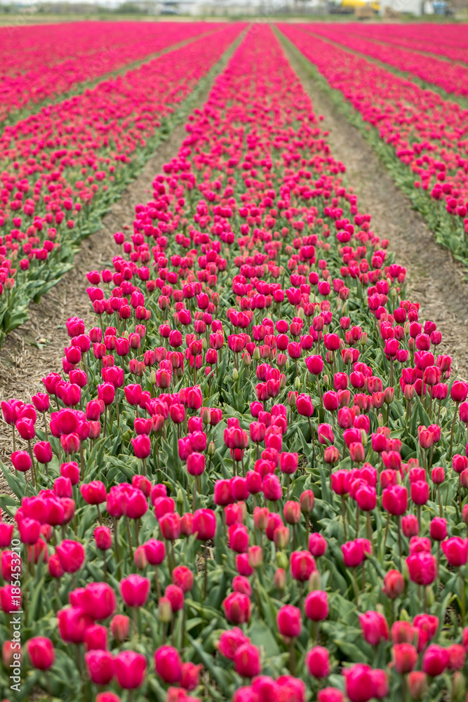 Red Tulips fields of the Bollenstreek, South Holland, Netherlands